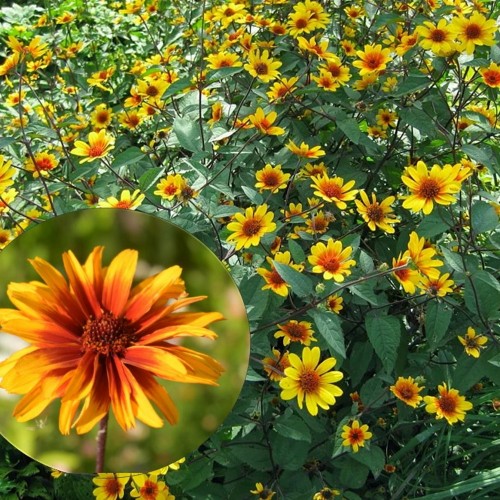 Heliopsis helianthoides 'Helios Fireball' - Kare päikesesilm 'Helios Fireball'